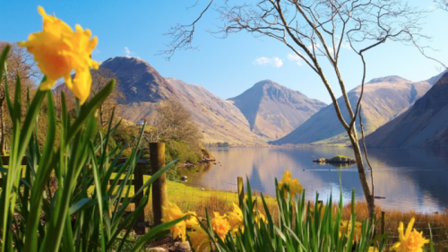 a photo of a lake with Hills in the distance and daffodils in the foreground