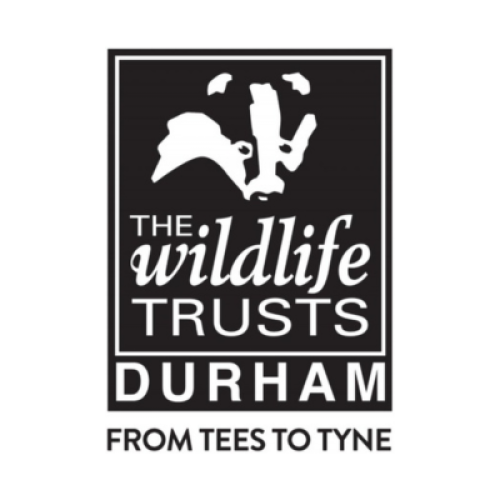 Black and white image of badger's head with The Wildlife Trusts, Durham written underneath