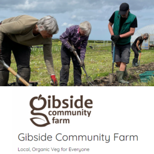 members of the community farm digging in the field 