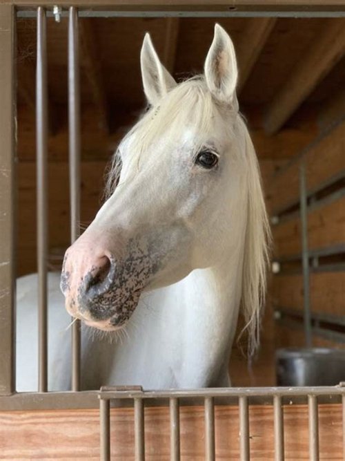 White horse looking at you over a stable door.