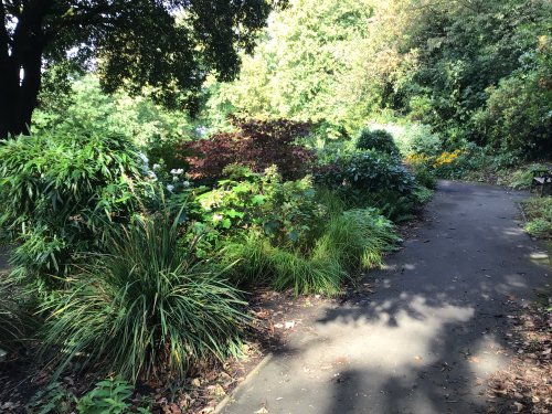 Garden of Reflection - image of lush greenery and sunlight and shadows on the path.