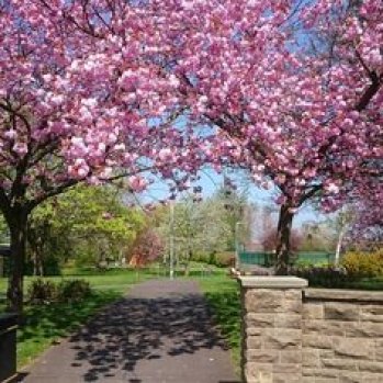 2 cherry blossom trees with a pathway in between at crawcrook park