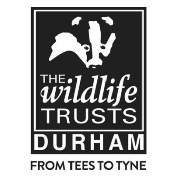 Black background with head of a badger in black and white.  The Wildlife Trust  Durham written below in white